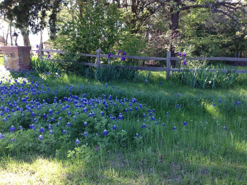 Bluebonnets